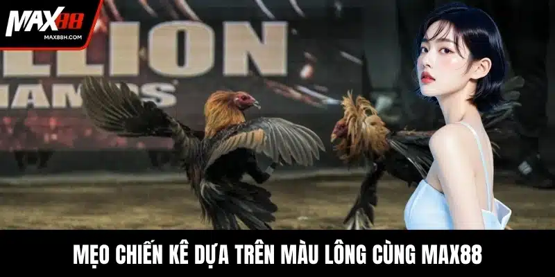 Mẹo chiến kê dựa trên màu lông cùng MAX88