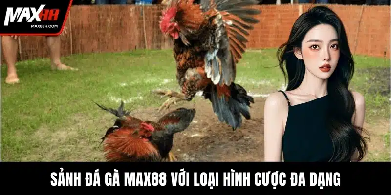 Sảnh đá gà MAX88 với loại hình cược đa dạng