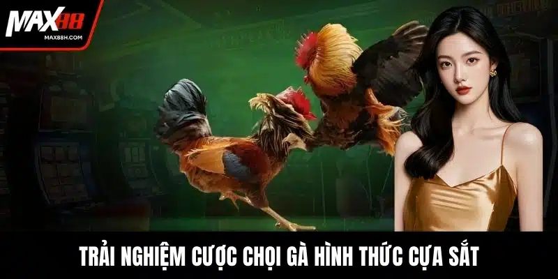 Trải nghiệm cược chọi gà hình thức cựa sắt